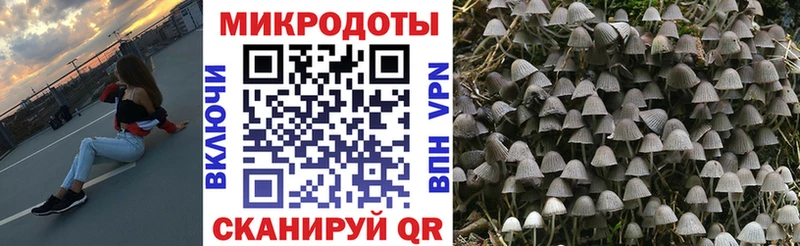 Галлюциногенные грибы Psilocybe  ОМГ ОМГ ссылки  Эртиль 